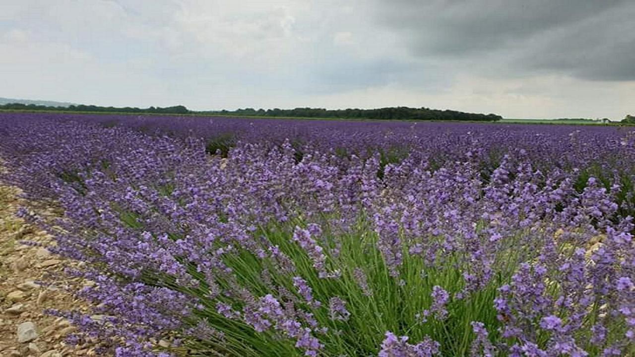 Gite La Joliette Et Le Chesnaie Grillon Bagian luar foto